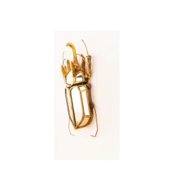 Ozdoba ścienna BEETLE 28 cm x 37 cm