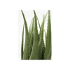 Sztuczna roślina ALOES 69 cm