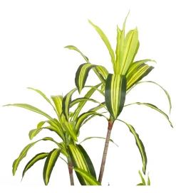 Sztuczna roślina DRACENA 150 cm