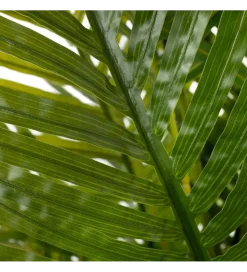 Sztuczna roślina PALMERA 170 cm